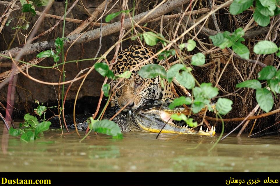 www.dustaan.com تصاویری زیبا از حیات وحش/  وقتی شکارچی خود شکار شد! +فیلم