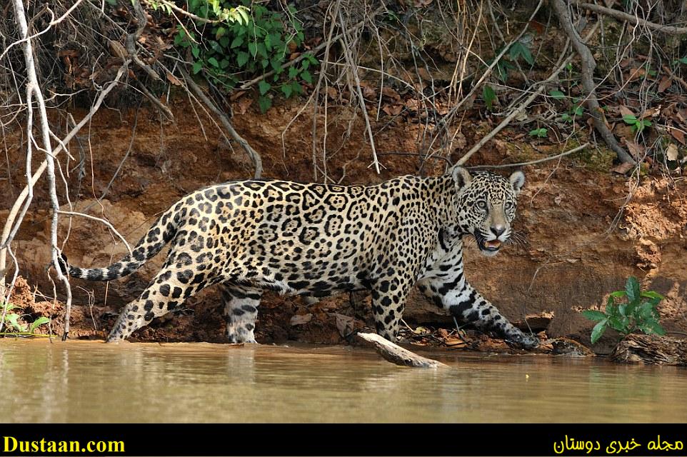 www.dustaan.com تصاویری زیبا از حیات وحش/  وقتی شکارچی خود شکار شد! +فیلم