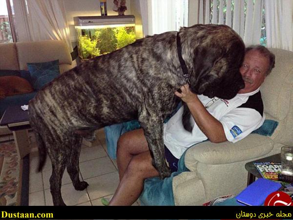 تصاویری جالب از بزرگ‌ ترین سگ دنیا