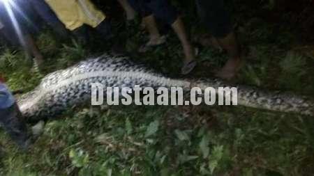 www.dustaan.com کشف جسد مرد اندونزیایی از شکم مار 7 متری +عکس