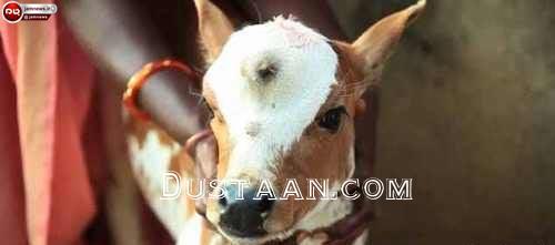 www.dustaan.com گاوی که مردم هندوستان را شگفت زده کرده است! +عکس