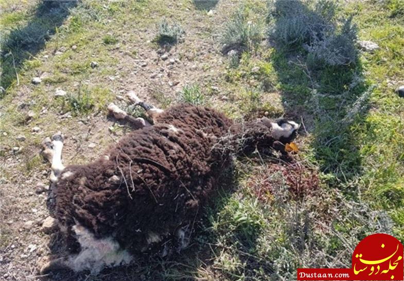 www.dustaan.com وقتی صهیونیست‌ ها، به گوسفند‌ها هم رحم نکردند +عکس