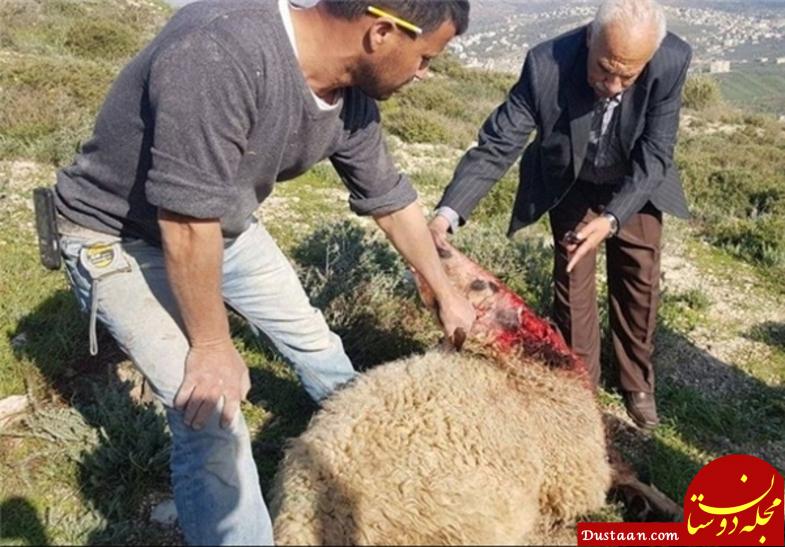 www.dustaan.com وقتی صهیونیست‌ ها، به گوسفند‌ها هم رحم نکردند +عکس