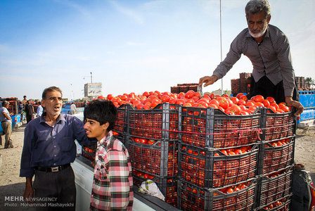 تصاویر / گوجه‌فرنگی کیلویی 100 تومان!