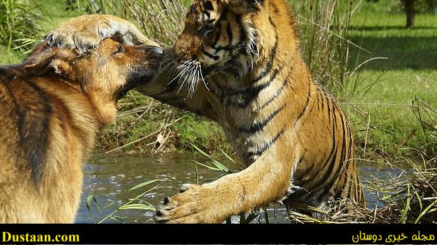 The unlikely pair met when Kinwah was just two weeks old and living in zoo owner Sally