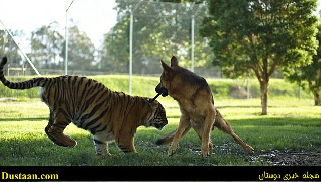 Pictures and video show the pair happily playing together at the zoo on the south coast of NSW