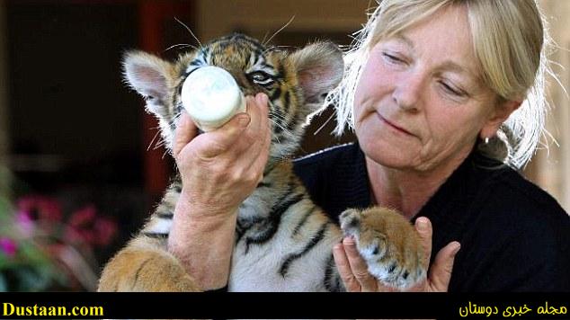 The two met when Kinwah was just a cub, and was hand reared by zoo owner Sally (pictured), who also owns Rumble