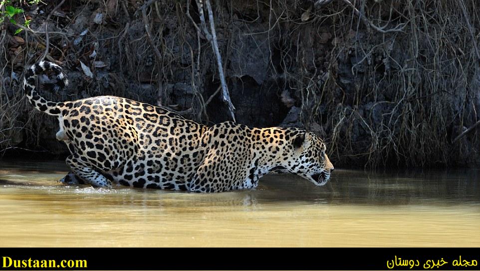 Caught in the act: Action shots by local Luiz Claudio show the Brazillian jaguar drinking at the water
