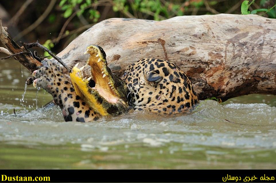 Bingo: The jaguar is largely a solitary, opportunistic, stalk-and-ambush apex predator, but this time it is caught attacking the smaller predator before seemingly dragging it off to eat