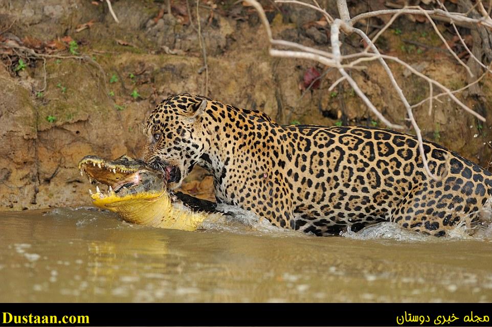 Take-away: The powerful big cat wrestled with the juvenile croc in the water before taking control and biting the back of the crocodile