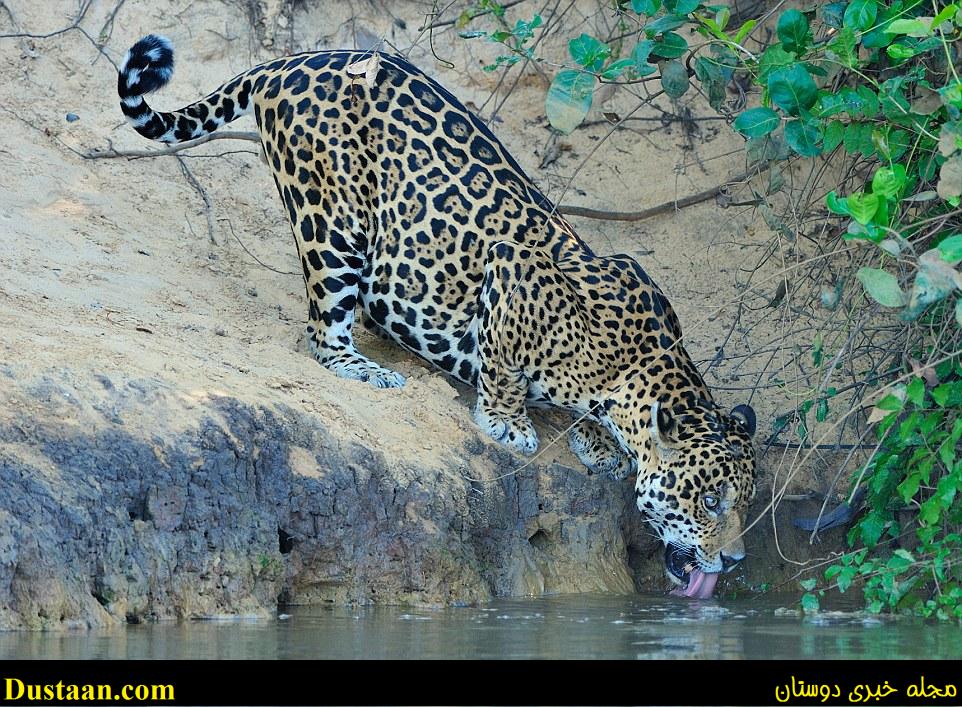 Paws for a drink: A jaguar who decided to cool off with a drink from a Brazilian river came back with more than it bargained for as it picked up a crocodile for lunch
