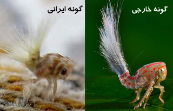 موجود عجیب و غریبی که چندی پیش در جنوب امریکا کشف شده بود، در شمال ایران و حوالی لنگرود دیده شد.