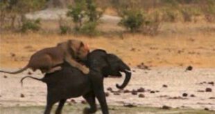 تصاویری از شکار یک بچه فیل توسط سلطان جنگل!!