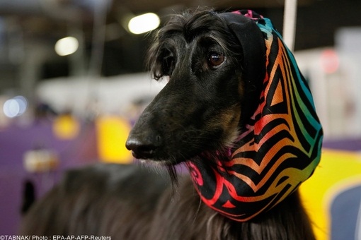 سگ از نژاد نازی که بدجوری رفته تو فکر!