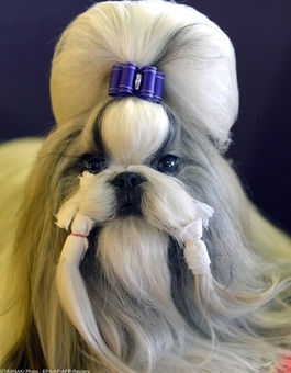 تصاویری از مسابقه بهترین سگها در امریکا