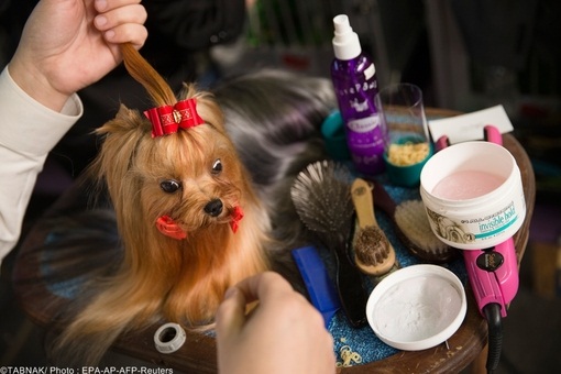 سگس زیبا از نژاد یورکشایر تریر از اردن