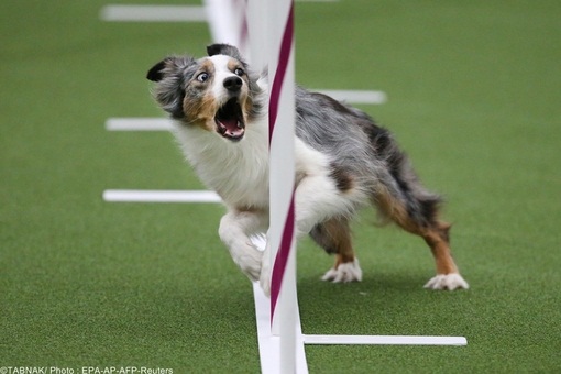 سگی باهوش و سرعتی از نژاد ترکیبی استرالیا شِپِرد، در حال عبور از موانع در نظر گرفته شده