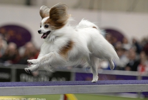 سگی زیبا و سرعتی از نژاد پاپی لون، با چابکی مسیر روی پیست را طی می کند