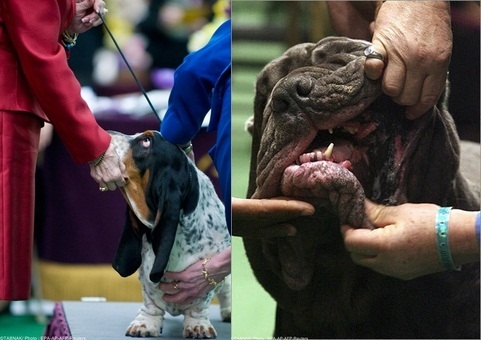 تصاویری از مسابقه بهترین سگها در امریکا