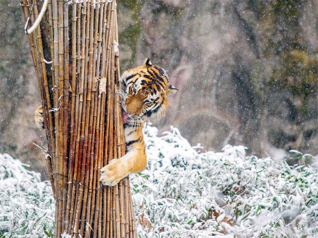 تصویری زیبا از بازیگوشی یک ببر در هوای سرد ابری در باغ وحشی هانگزو در استان ژیجیانگ ....