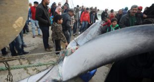 تصاویری بسیار جالب از صید وال 10 متری توسط ماهیگیران تونسی