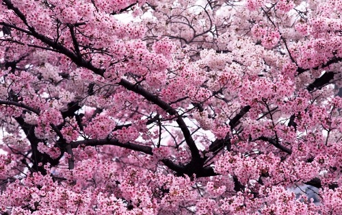 تصاویر بسیار زیبا از زیبایی های فصل بهار