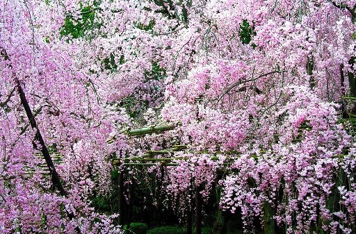 تصاویر بسیار زیبا از زیبایی های فصل بهار