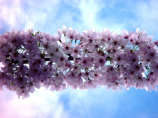 تصاویر بسیار زیبا از زیبایی های فصل بهار