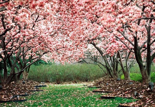 تصاویر بسیار زیبا از زیبایی های فصل بهار