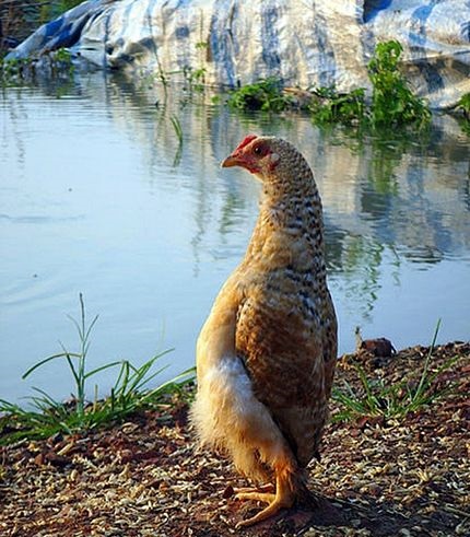 2 تصویر جالب از مرغی که ایستاده راه می رود!