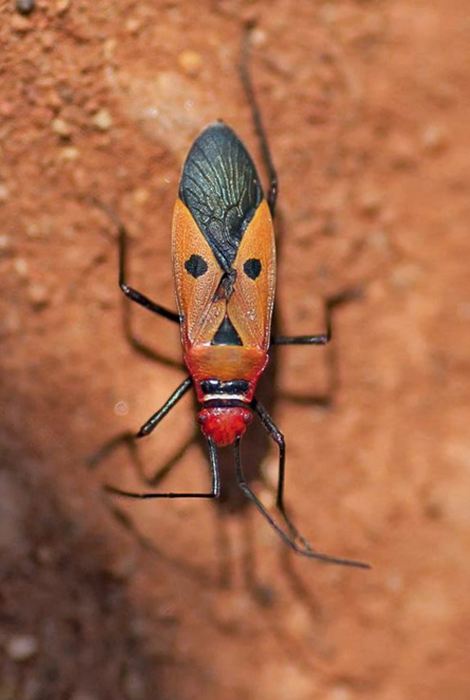 این حشرات شباهت فوق العاده عجیبی به انسان دارند +تصاویر
