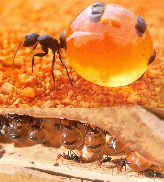 مورچه هایی که عسل تولید می کند! +تصاویر
