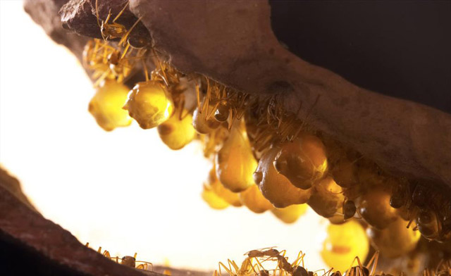 مورچه هایی که عسل تولید می کند! +تصاویر