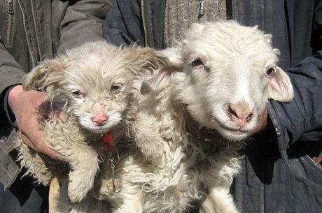عکس/ گوسفندی که توله سگ به دنیا آورد!