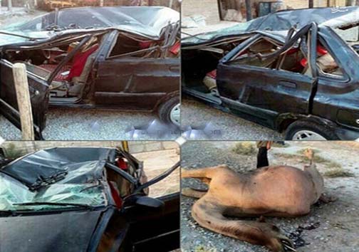 عکس/ مچاله شدن کامل پراید بعد از تصادف با شتر!