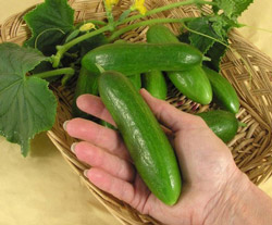 dustaan.com-اخبارروز-اخبار-روز-ایران-جهان-خبرپو-خبریاب-خبر-خوان-شهرخبر-فال-روزانه-خواص شگفت انگیز خیار