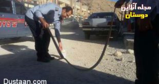 مهار مار افعی ۱۷۰ سانتی در مسکن مهر لار +عکس