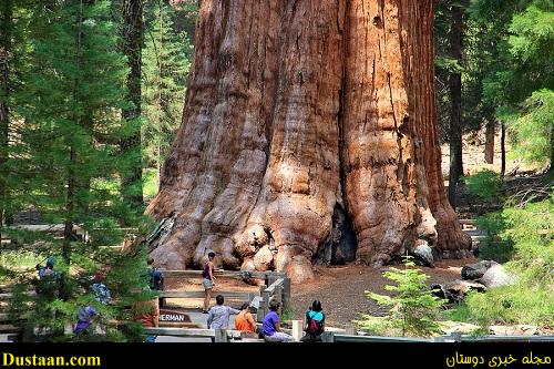 بزرگترین درخت دنیا