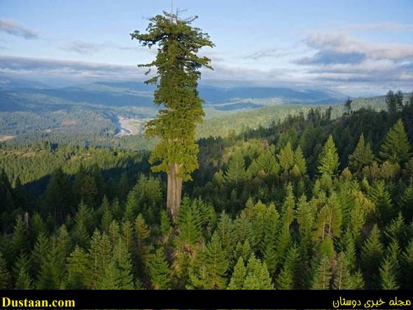 بزرگترین درخت دنیا۲