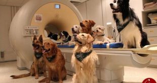 اخبارعلمی,خبرهای علمی,سگ‌