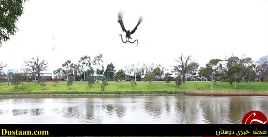 اخبارگوناگون,خبرهای گوناگون,شاهین