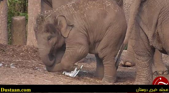 اخبارگوناگون,خبرهای گوناگون,فیل