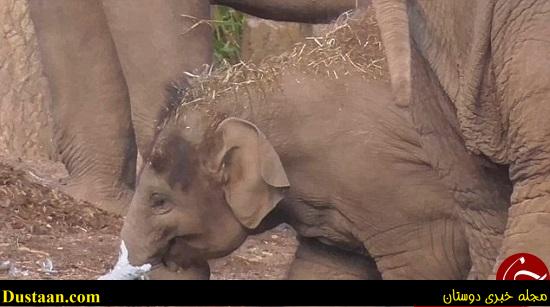 اخبارگوناگون,خبرهای گوناگون,فیل