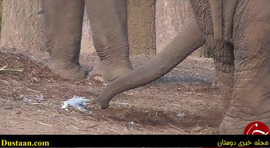 اخبارگوناگون,خبرهای گوناگون,فیل