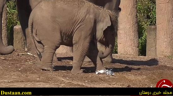 اخبارگوناگون,خبرهای گوناگون,فیل