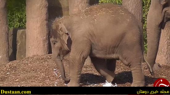 اخبارگوناگون,خبرهای گوناگون,فیل