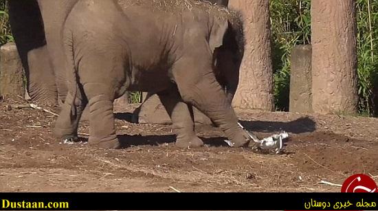 اخبارگوناگون,خبرهای گوناگون,فیل