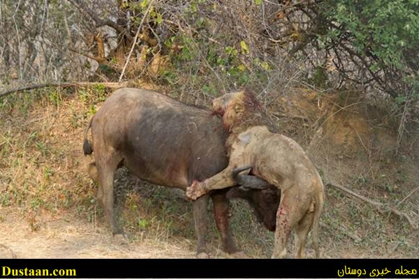 a fight-African -Buffalo-and-Lion-cafeturk-02