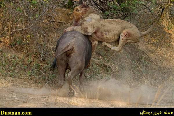a fight-African -Buffalo-and-Lion-cafeturk-01