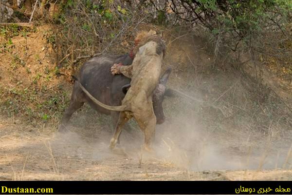 a fight-African -Buffalo-and-Lion-cafeturk-03